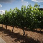 Π. Παυλόπουλος: Η Ελένη Γλύκατζη-Αρβελέρ αποκάλυψε την μεγάλη αλήθεια: Ο Βυζαντινός Πολιτισμός οικοδόμησε τα «προπύλαια» της Αναγέννησης