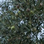 Τέμπη: Αγανακτισμένοι οι συγγενείς θυμάτων για την καθυστέρηση εύρεσης του μαύρου κουτιού