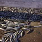 Θεσσαλονίκη: Ελεύθερος με όρους προπονητής που κατηγορείται για γενετήσιες πράξεις σε ανήλικη αθλήτρια