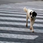 Νέα Σμύρνη: Νεκρός 16χρονος με πολλαπλές μαχαιριές μέσα στο σπίτι του