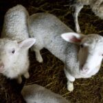 Θεσσαλονίκη: Συνελήφθη 39χρονος με 49 δοχεία αμφιβόλου ποιότητας ελαιόλαδο