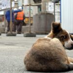 Οριστική διακοπή στο ντέρμπι του βόλεϊ, στη ΜΕΘ αστυνομικός