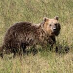 H ΠΑΕ Βόλος καταθέτει μήνυση κατά των διαιτητών του αγώνα με τον ΠΑΟΚ Πέτρος Στεφανής