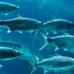 ΕΛΑΣ: Κοσμήτωρ της Σχολής Αξιωματικών ορίστηκε ο Κωνσταντίνος Λάβδας