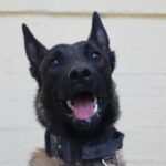 Θεσσαλονίκη: Ελεύθερη η 26χρονη που παρακολουθούσε τον πρώην σύζυγό της μέσω λούτρινου παιχνιδιού