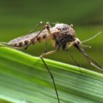 Φυματίωση: 10 εκατ. νοσούν παγκοσμίως – 1,3 εκατ.  πέθαναν το 2022 Ελίζα Καραγιώργη