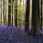 Ολυμπιακός: Το εκπληκτικό εικαστικό της UEFA με Φορτούνη, OPAP Arena και Ακρόπολη