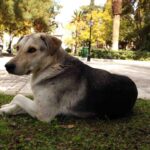 Παρίσι 2024: Η αντίστροφη μέτρηση ξεκινά σήμερα στην Αρχαία Ολυμπία