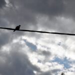 Γ. Τσίπρας για Στ. Κασσελάκη: Σοκαριστική η αναφορά σε θαύματα – Επικοινωνιακό πυροτέχνημα της Ν.Δ. η υποψηφιότητα Μπελέρη