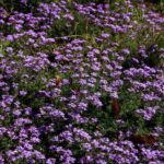 Με τι καιρό ξεκινά η Μεγάλη Εβδομάδα – Οι εκτιμήσεις μετεωρολόγων για το Πάσχα