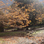 Super League 2: Μια αγωνιστική κεκλεισμένων στον Καμπανιακό από τη ΔΕΑΒ