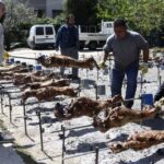 Κέρκυρα: Στις θρησκευτικές εκδηλώσεις και τα παραδοσιακά έθιμα του νησιού συμμετέχει ο Στ. Κασσελάκης