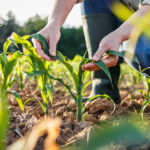 ΟΔΔΗΧ: Άντλησε 600 εκατ. από την δημοπρασία 6μηνων εντόκων – Μειωμένη στο 3,55% η απόδοση