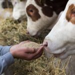 ΣΥΡΙΖΑ: Δεν νοείται θετικό κλίμα στις Ελληνοτουρκικές σχέσεις σε βάρος των εθνικών συμφερόντων της χώρας μας