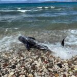 Κασσελάκης: Πρέπει να αλλάξουμε από το σκοτάδι της αναξιοκρατίας στο φως της ελπίδας