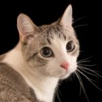 Κύπελλο Ελλάδας Betsson, Παναθηναϊκός: Εκτός 20άδας οι Σπόραρ, Παλάσιος, Βέρμπιτς