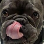 Ένα όνειρο τρελό, μα τόσο αληθινό, ένα τρόπαιο για τους παρόντες, αλλά και για όσους έφυγαν στα σχεδόν 100 χρόνια ιστορίας του Ολυμπιακού