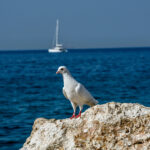 Ο τρόπος για ήρεμες μέρες με την Τουρκία, η οργή Αθήνας για τη Βόρεια Μακεδονία και μια Κεντροαριστερά που βράζει