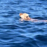 Βίντεο από την Κυψέλη μετά την τρελή κούρσα του τζιπ που έτρεχε με 100 χλμ./ώρα στην Κεφαλληνίας – «Σάρωσε» δεκάδες αυτοκίνητα