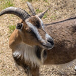 Το ρωσικό υπουργείο Άμυνας προτείνει αναθεώρηση των συνόρων στη Βαλτική Θάλασσα