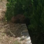 Παναθηναϊκός: Το πιο μεγάλο “όχι” για τον Ιωαννίδη σε Ίπσουιτς και άλλους μνηστήρες