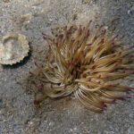 Euro 2024, Ολλανδία: Ο Κούμαν κάλεσε τον Ζίρκζι να διακόψει τις διακοπές του και να ενσωματωθεί στην αποστολή