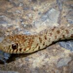 ΑΕΚ: Το κάλεσμα των παικτών της Ένωσης στον κόσμο για να κλείσουν θέση στην OPAP Arena