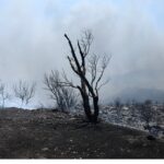 Πυρκαγιά κατακαίει ελαιώνες στη Μόρια Λέσβου