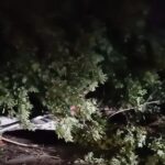 Παναθηναϊκός: Ο Ιωαννίδης απέρριψε τη Λιλ, σύμφωνα με την A Bola