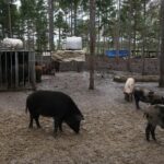 ΠΑΟΚ, μεταγραφές: Ποιος είναι ο Σόλα Σορτάιρ που έχει συμφωνήσει με Δικέφαλο