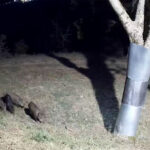 Κρούσματα πανώλης εντοπίστηκαν και στην Κρήτη – Σε εγρήγορση οι υγειονομικές αρχές