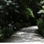 Πανώλη αιγοπροβάτων – Κ. Τσιάρας: Κανένας κίνδυνος για τη δημόσια υγεία – Τα μέτρα αντιμετώπισης