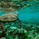 Γλίτωσε την τελευταία στιγμή από τη φωτιά στο Μάτι και τώρα βοηθάει την Πυροσβεστική
