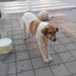 Ολυμπιακός: Πατάει Ελλάδα ο Πιρόλα