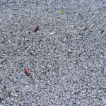 Έπεσαν δέντρα από το μπουρίνι που σάρωσε τη Θεσσαλονίκη – Βίντεο και φωτογραφίες