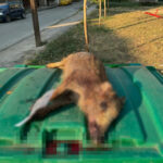 Πεύκο έπεσε πάνω σε σταθμευμένο αυτοκίνητο στη Ναύπακτο – Δεν υπήρξαν τραυματισμοί