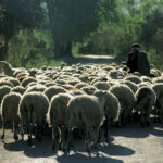 Επιχειρηματίας αγόρασε πολυτελές αυτοκίνητο που ήταν… κλεμμένο – Πώς εξαπατήθηκε από το κύκλωμα και βρέθηκε κατηγορούμενος