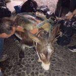 ΠΑΟΚ, μεταγραφές: Μποβέ, Ταχίροβιτς και κινητικότητα για χαφ