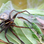 Παναθηναϊκός – Άξιαξ 0-1: Ευκαιρία για τους “πράσινους” με το δοκάρι του Μπακασέτα πριν το ημίχρονο