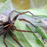 Ολυμπιακοί Αγώνες: Ποιοι Έλληνες αθλητές αγωνίζονται σήμερα και πού θα τους δείτε Αλεξία Σωτηρίου
