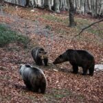 Λαμία, μεταγραφές: Ανακοίνωσε τον δανεισμό του Ραντόνια από την ΑΕΚ