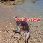 Τρεις παραβάσεις από τουρκικό αεροσκάφος και ελικόπτερο στο νοτιοανατολικό Αιγαίο