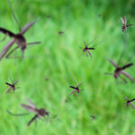 Γεμάτες με κόσμο οι παραλίες της Αττικής – Ανάσα δροσιά ζητούν οι Αθηναίοι