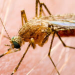 Κάμαλα Χάρις: Θα μπορέσει να διατηρήσει το momentum της εκστρατείας της; – Τα πέντε μεγάλα ερωτήματα