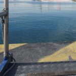 Το έντομο Xylotrechus chinensis από την Κίνα απειλεί 8.000 μουριές στην Αθήνα
