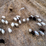 Οι τιμές σε φρούτα και λαχανικά – «Αυτή τη στιγμή, τα καρπούζια και τα πεπόνια είναι ό,τι καλύτερο»