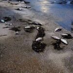 Παναθηναϊκός, μεταγραφές: Ο Ρομάνο με νέα ανάρτησή του στέλνει τον Πελίστρι στους πράσινους