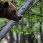 «Δεν τον ακούμπησα, μάλλον λιποθύμησε» – Αρνείται τις κατηγορίες ο οδηγός που παρέσυρε τροχονόμο στη Θεσσαλονίκη