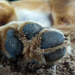 Το μήνυμα του Ροντινέι στα ελληνικά: “Έρχονται καλύτερες μέρες, είμαι σίγουρος ότι θα βελτιωθούμε”