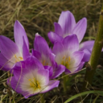 Δημοσκόπηση Metron Analysis: Σταθερά πρώτη η ΝΔ – 5ο κόμμα ο ΣΥΡΙΖΑ